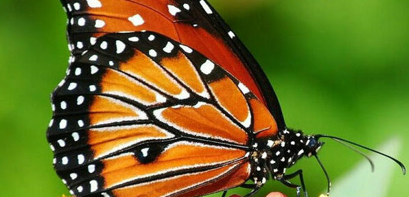 Ilaria Ortolani - prevenzione