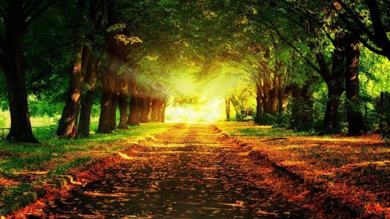 Ilaria Ortolani - psicoterapia adultii