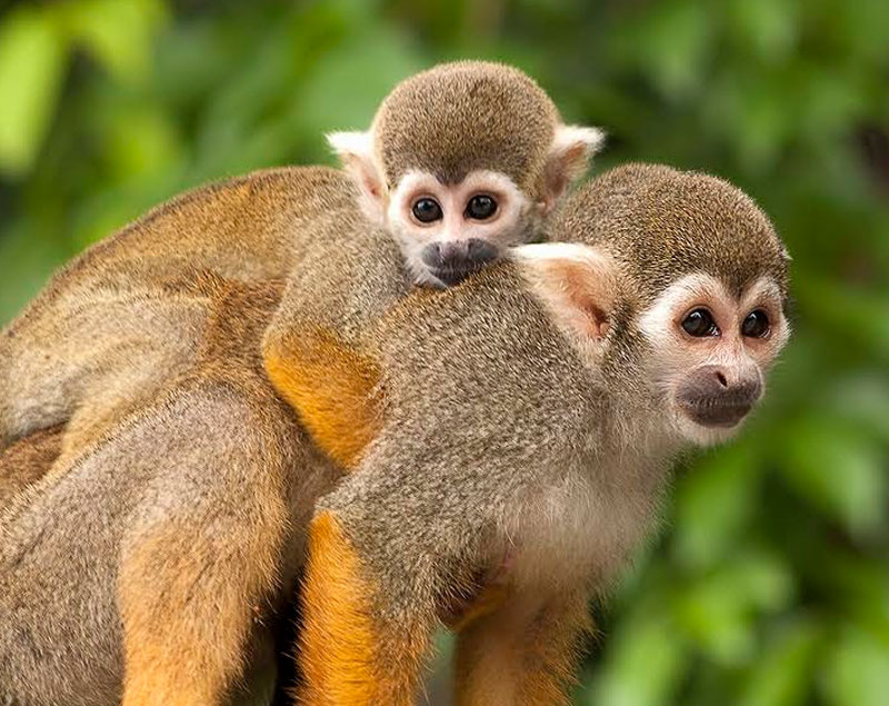 Ilaria Ortolani - approccio